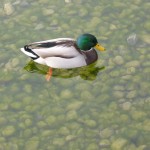 Profi-Schwimmer auf dem See