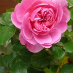Rosen im Garten